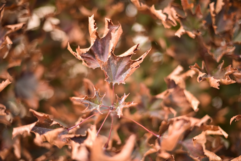 brown maple leaf in tilt shift lens