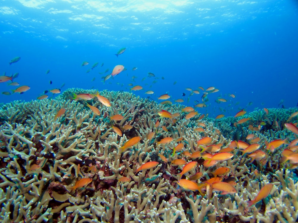 school of orange fish in water