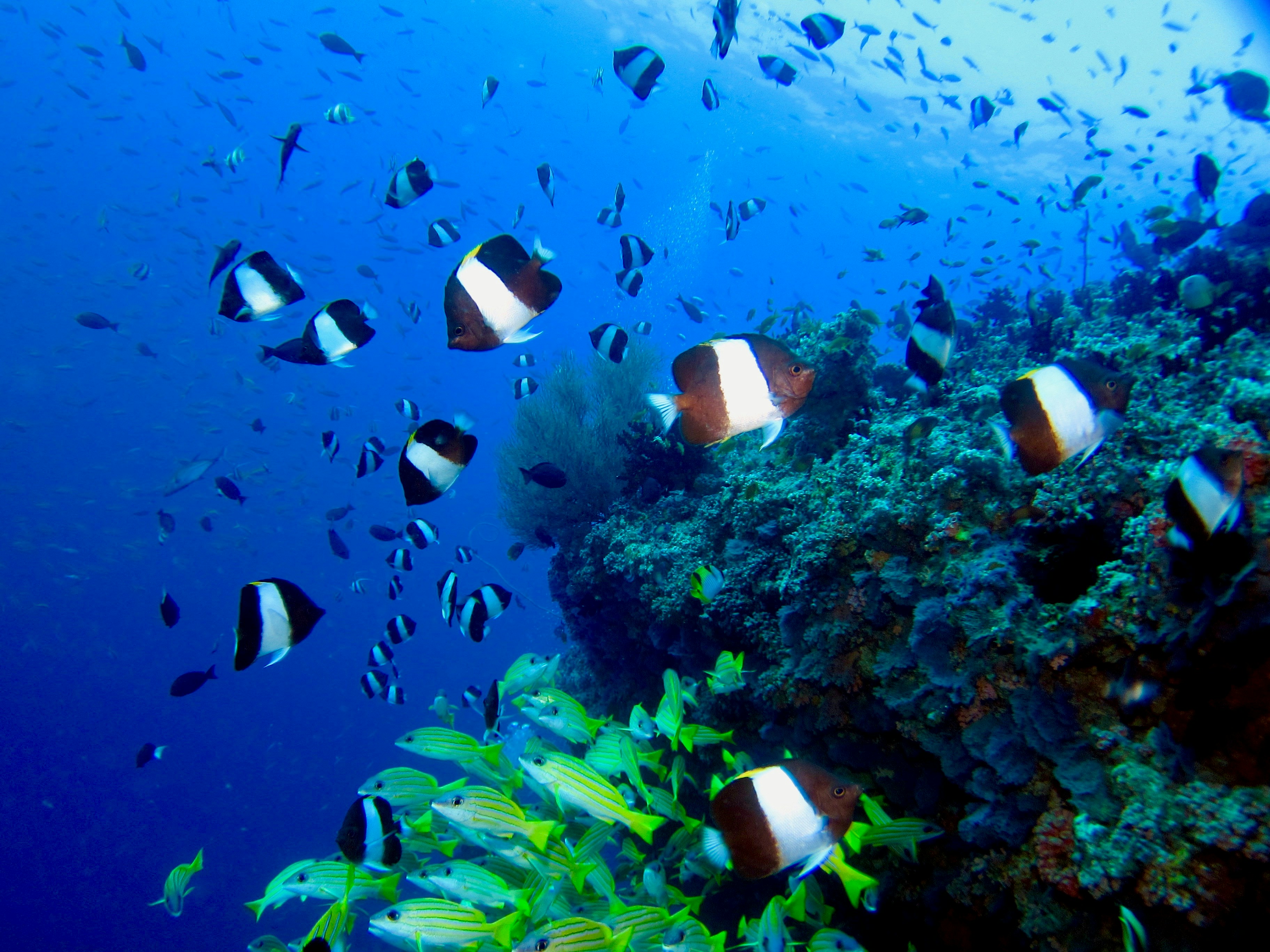 Gray and black fish swimming underwater in clear ocean water near coral reef