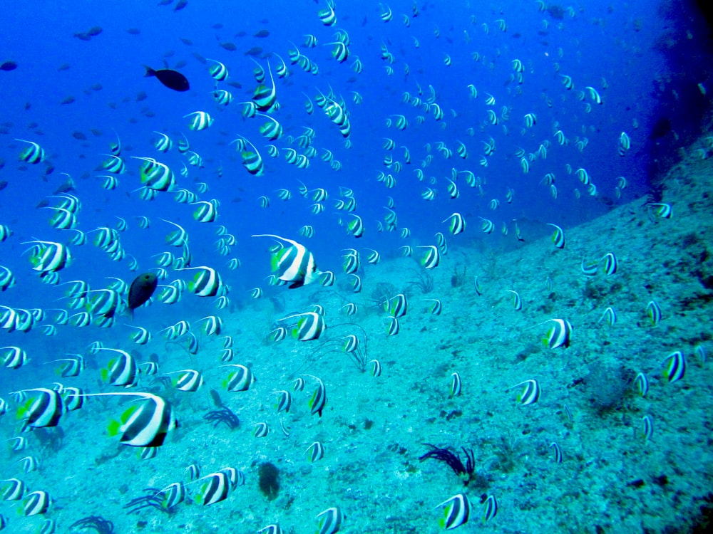 school of fish in water