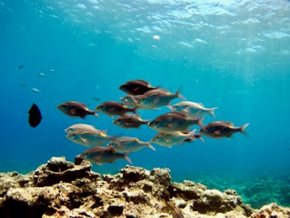 school of fish in water, representing an improved bottomline from organized financial records