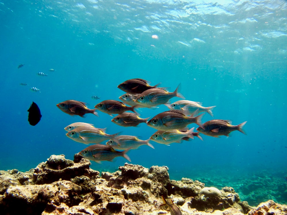 school of fish in water