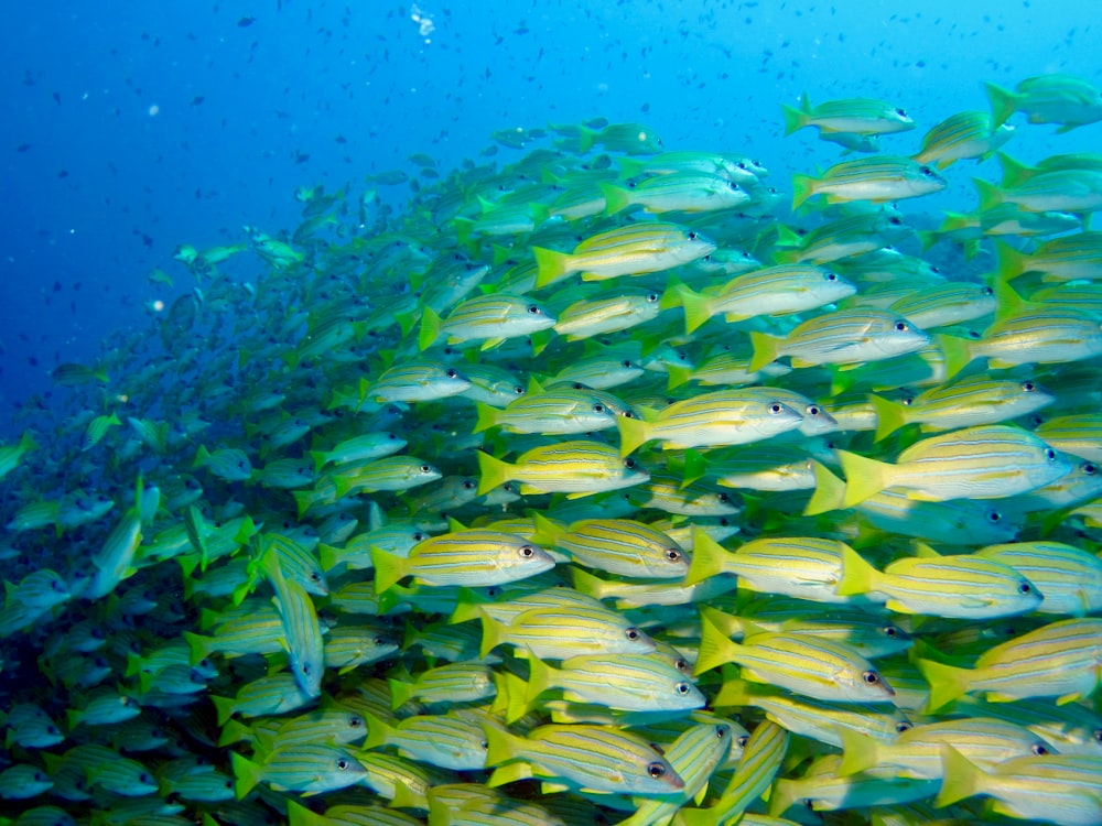 green and yellow fish under water