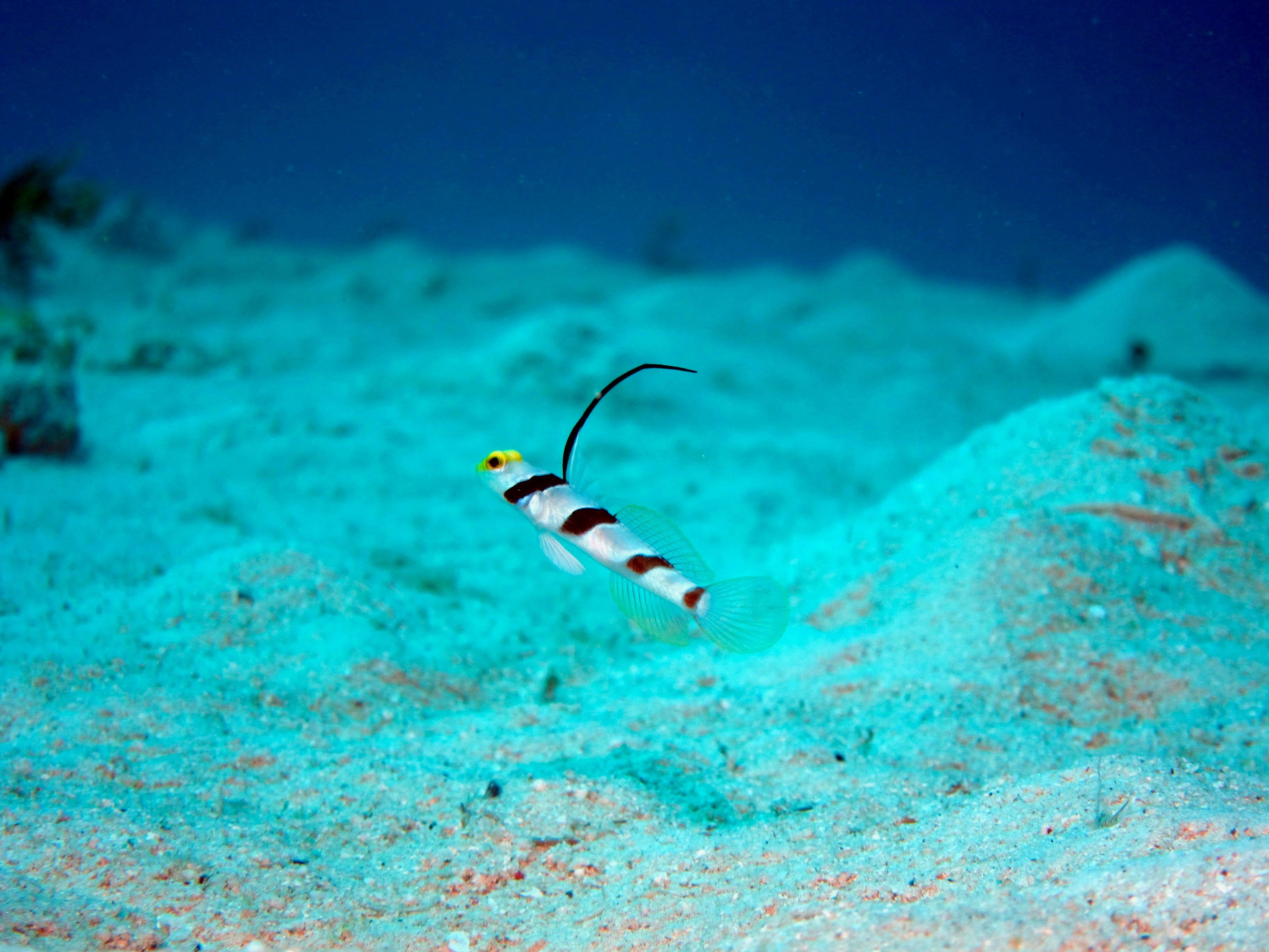 川崎 フロンターレ ユニフォーム 