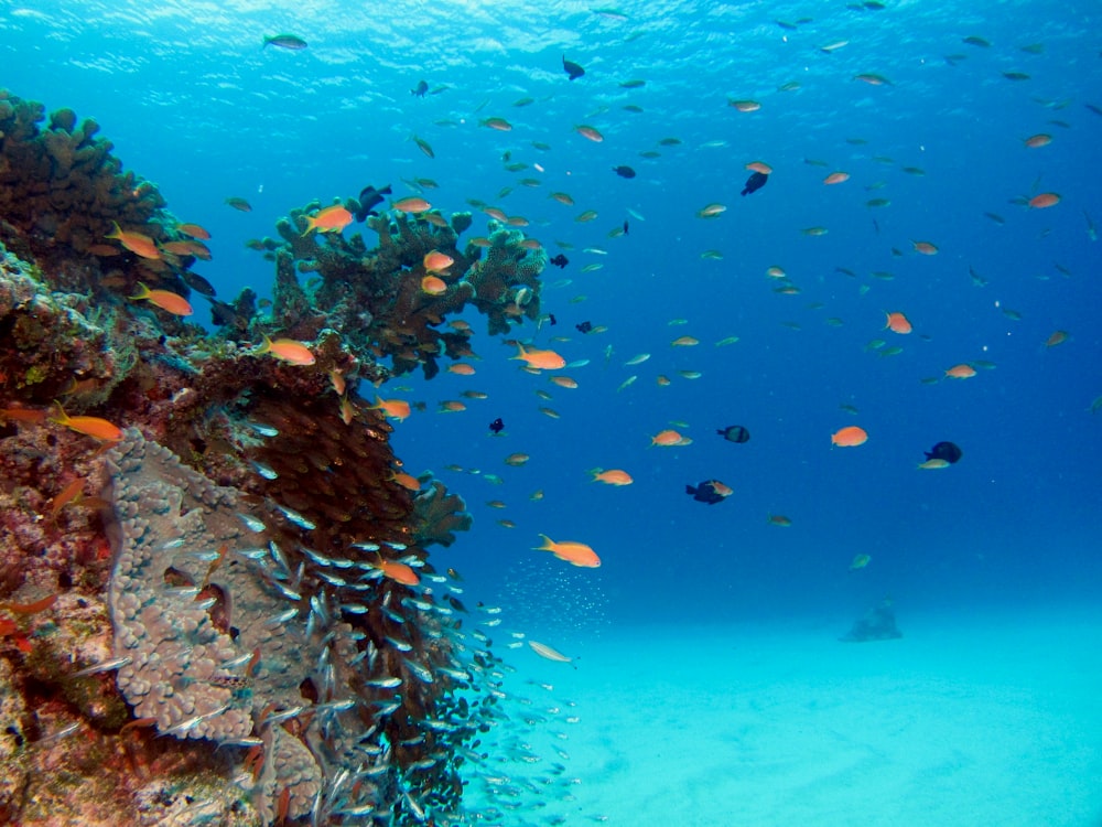 cardume de peixes na água