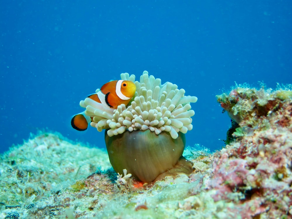 pesce pagliaccio arancione e bianco