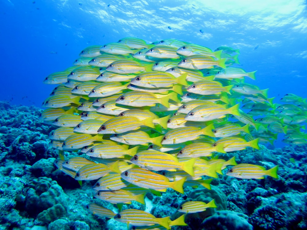 récif corallien vert et jaune