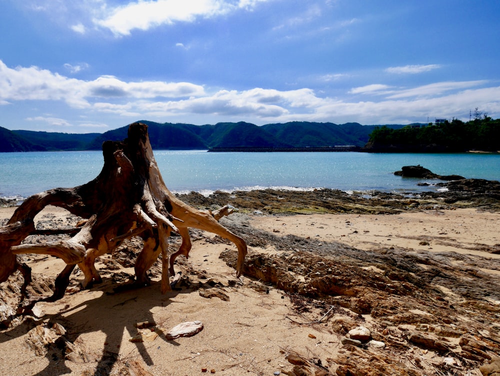 brown wood log on beach shore during daytime