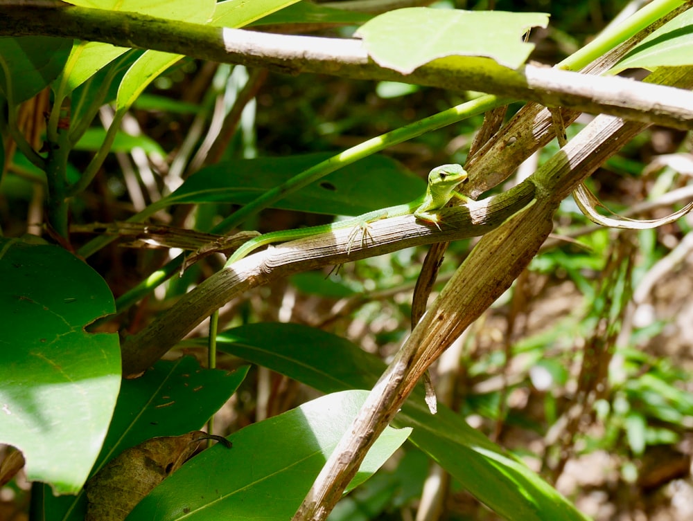 green grasshopper on green leaf during daytime