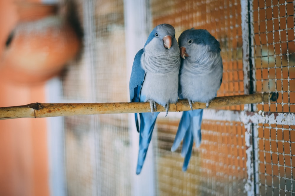 gray and white bird on brown wooden stick