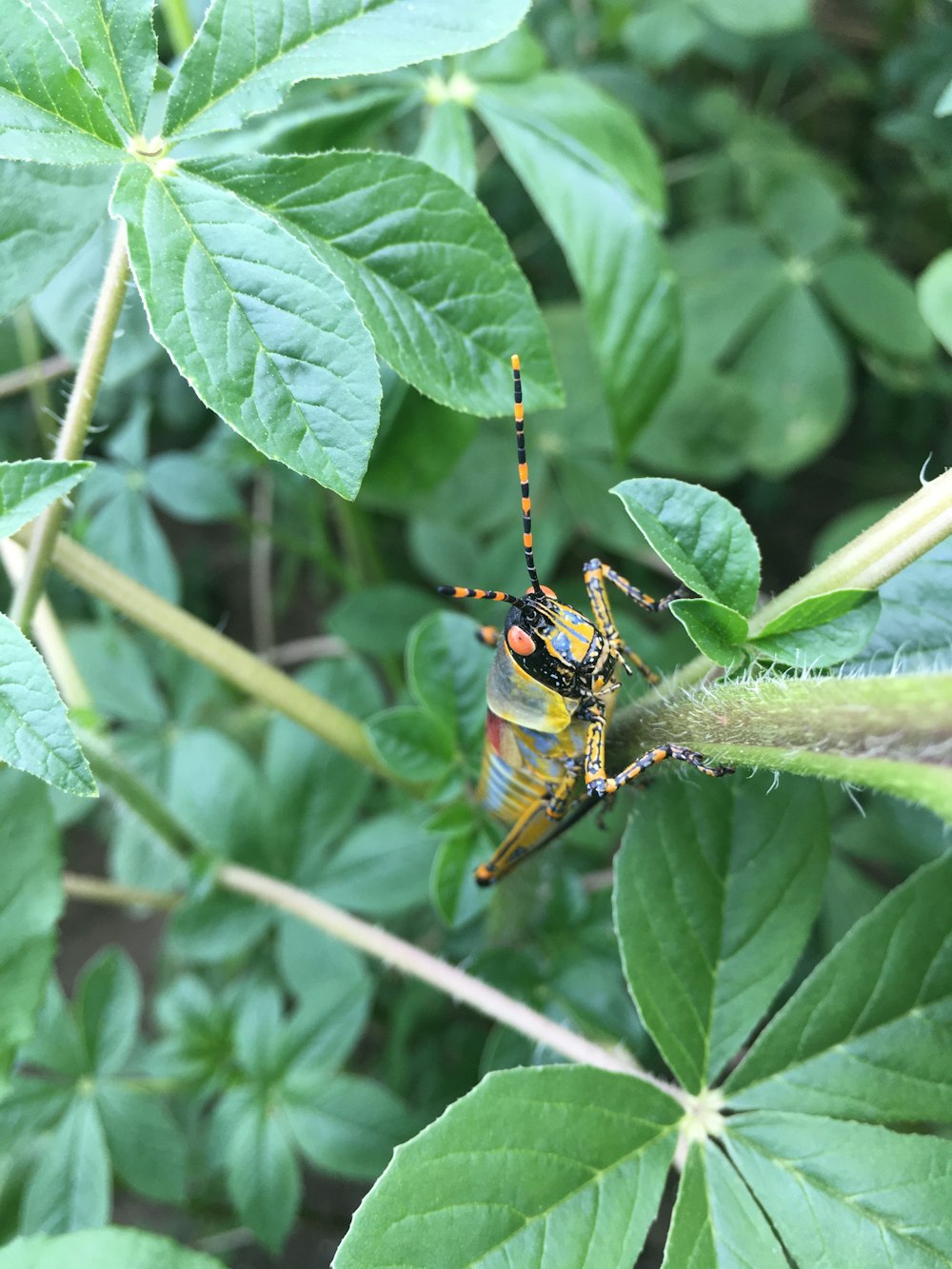 yellow and black insect on green leaf during daytime