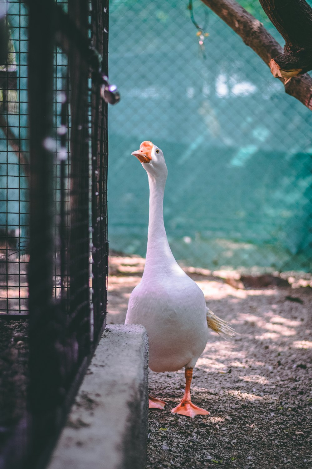 white duck on gray concrete fence during daytime