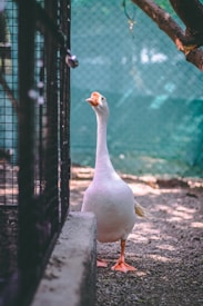 A white goose stands on a gravel path next to a fenced enclosure. The background features a green mesh, providing a slightly blurred view, while sunlight creates dappled patterns on the ground. A tree branch with some leaves is visible at the top right corner, adding a natural frame to the scene.