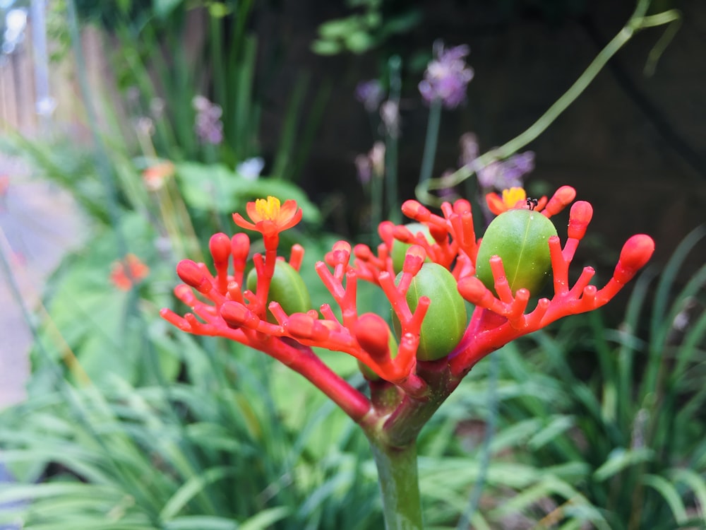 green and red flower bud in tilt shift lens