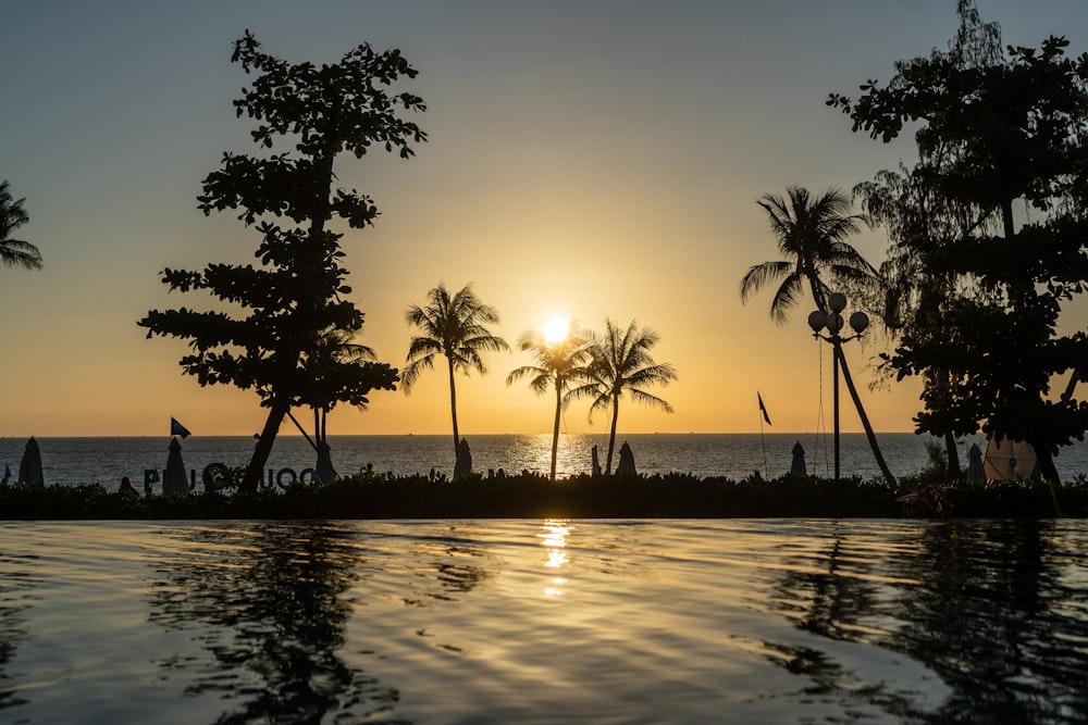 silhouette of palm trees near body of water during sunset