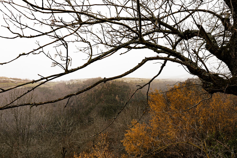 Arbre brun sans feuilles sur un champ brun