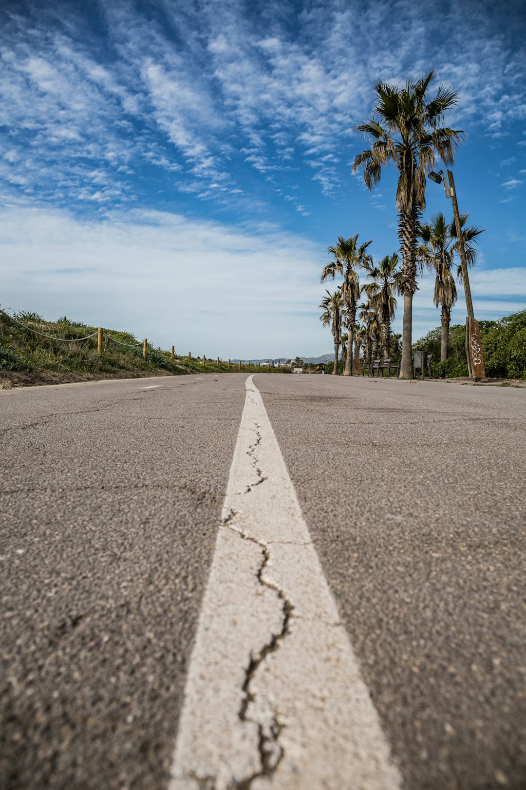 gray concrete road between green palm trees under blue sky during daytime