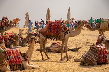 camels on brown sand during daytime