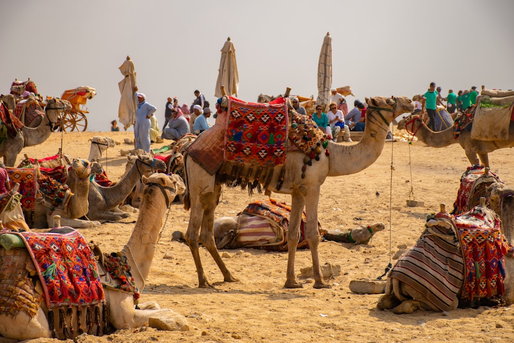 Kamele tagsüber auf braunem Sand