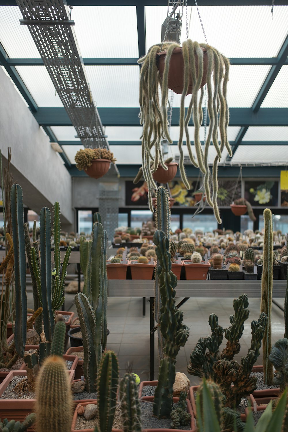 plantes de cactus vert sur étagère en bois marron