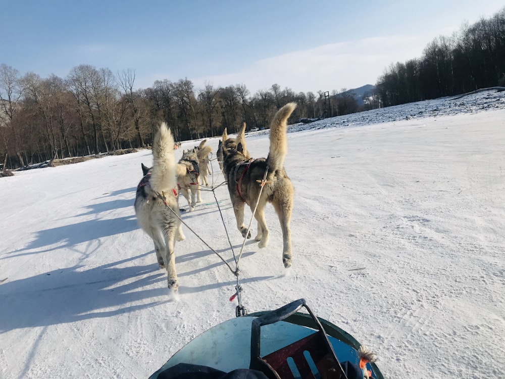 dogs on snow covered ground during daytime