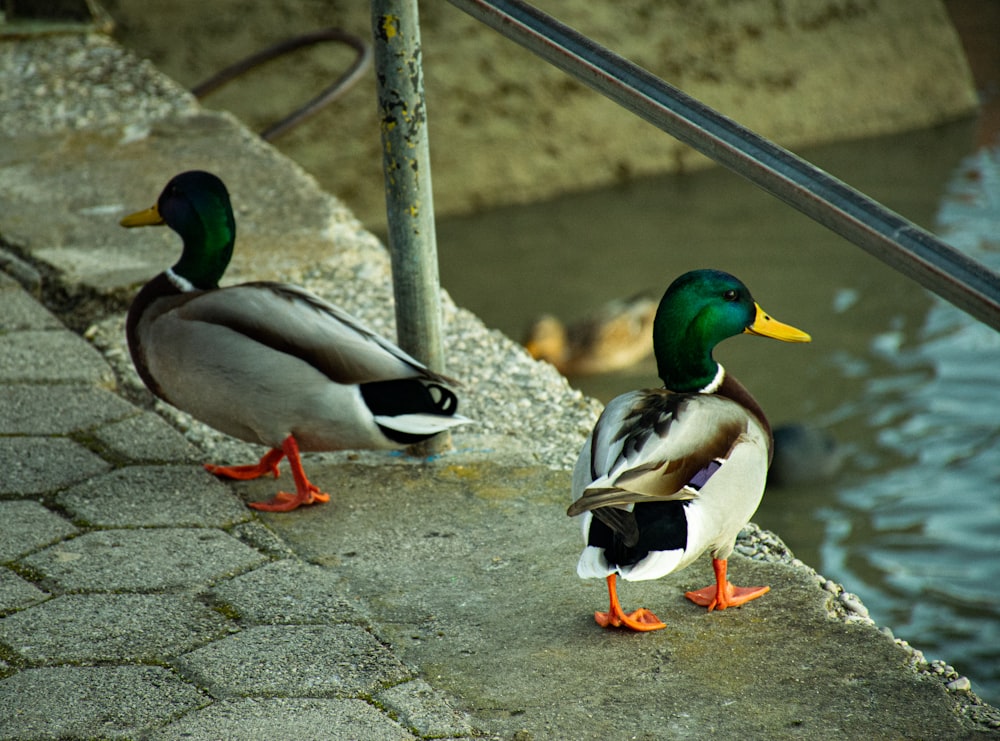 deux canards colverts sur un sol en béton gris