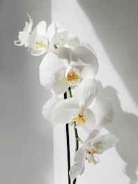 white moth orchids in bloom