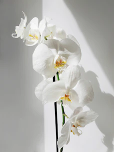 white moth orchids in bloom