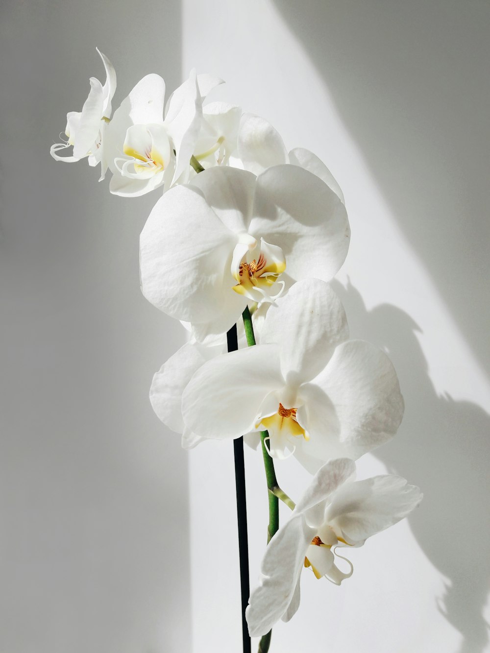 white moth orchids in bloom