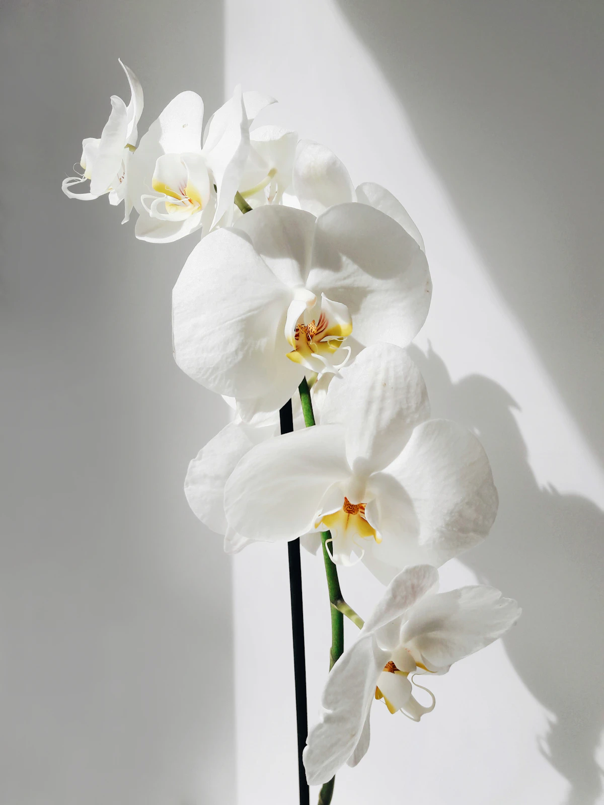 A single white orchid in dramatic light