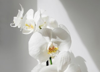 white moth orchids in bloom