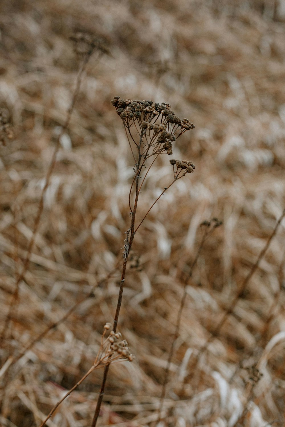 brown dried plant in tilt shift lens