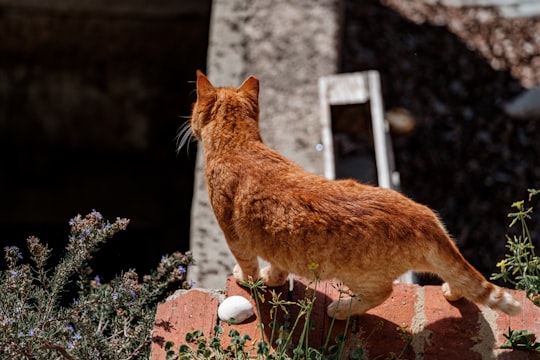 orange tabby cat on brown brick wall in Setúbal Portugal