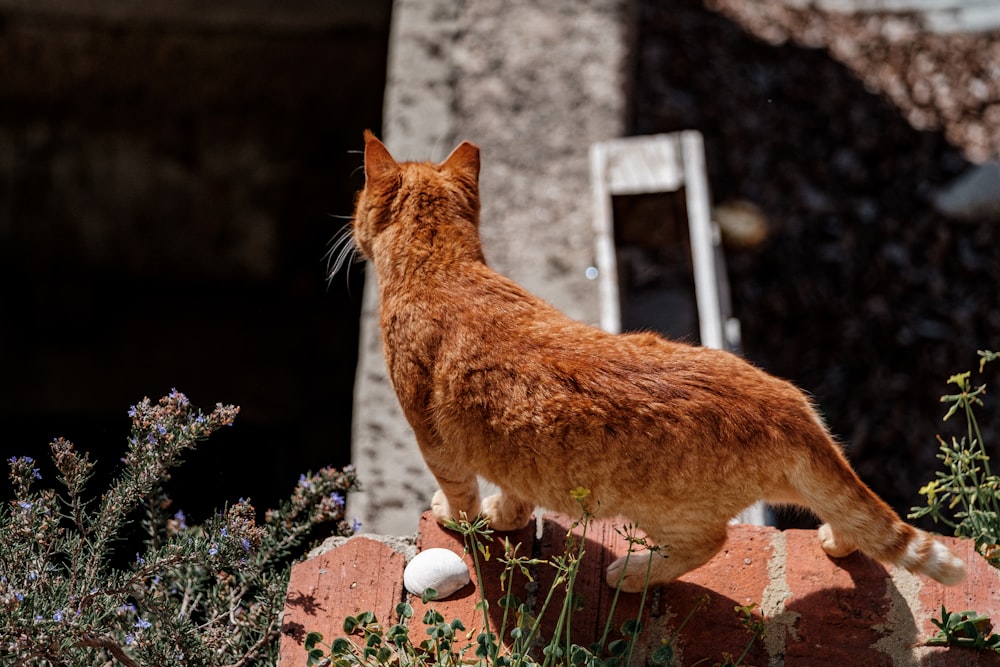 orange tabby cat on brown brick wall