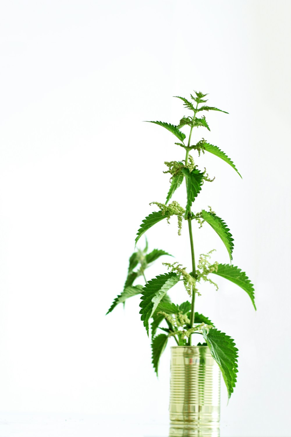 green plant in glass jar