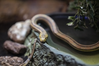A snake with a yellow head and patterned body slithers over a rocky surface, partially submerged in a pool of water. Green leaves hang above the snake, while rocks are scattered in the background, suggesting a naturalistic terrarium environment.