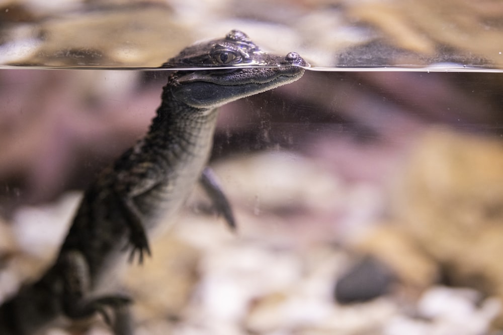 black and brown crocodile in water