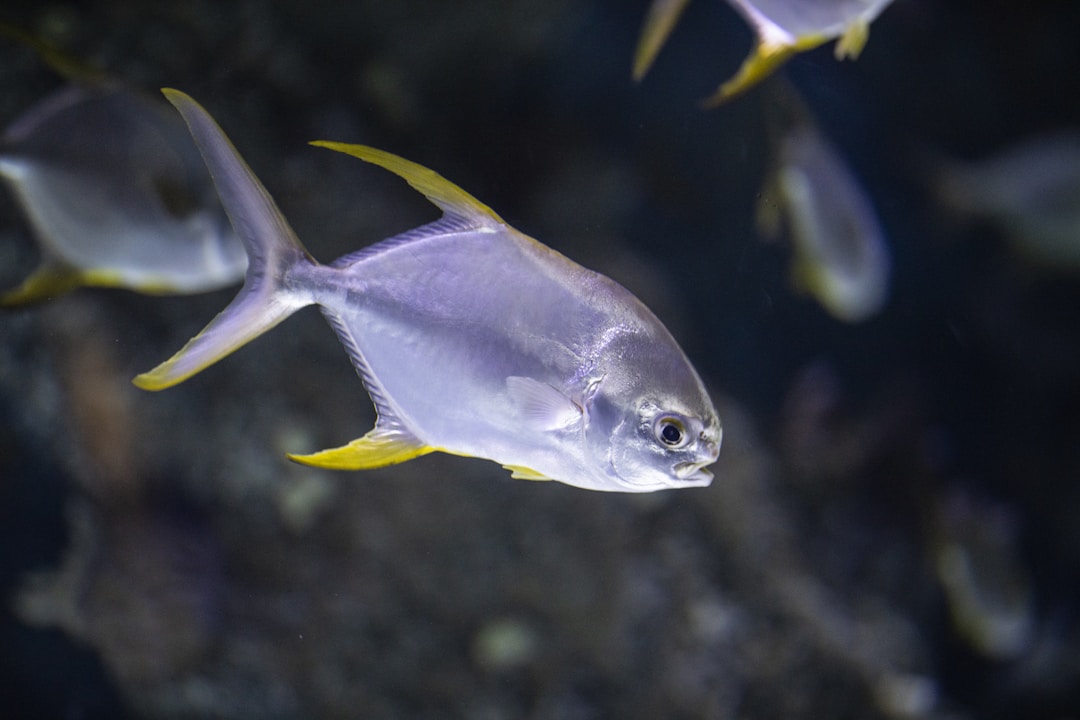 Clean aquarium water line