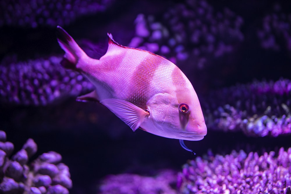 pink and white fish in close up photography