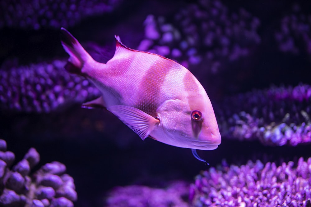 Rosa und weiße Fische in Nahaufnahmen