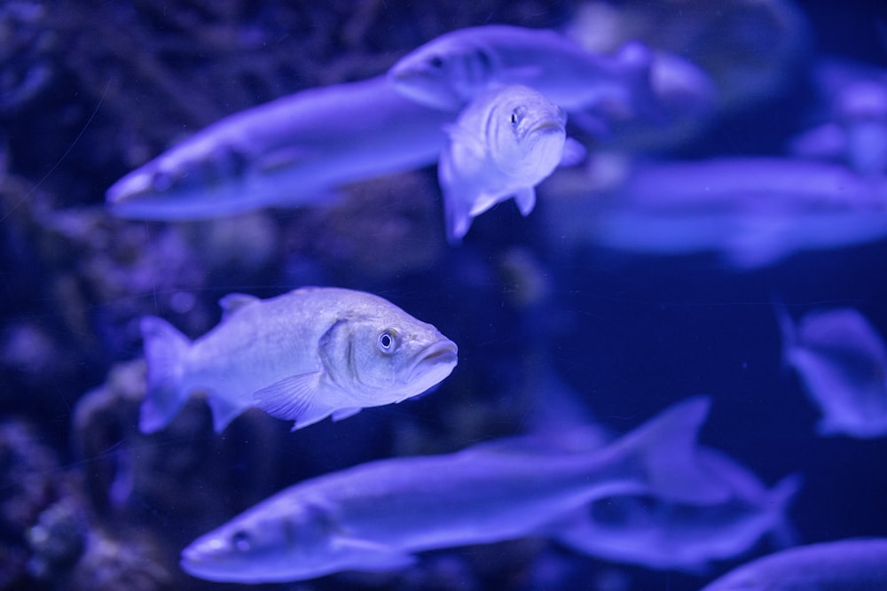 peixes azuis e brancos debaixo d'água