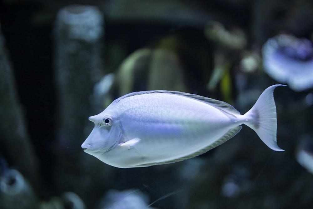 blue and white fish in close up photography