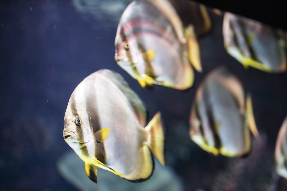 white and yellow fish on water