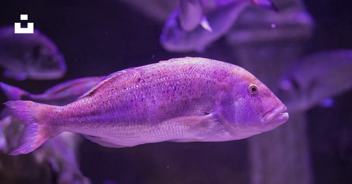 Peixe Roxo Foto Peixes roxos e brancos na água – Imagem de Turquia grátis no Unsplash