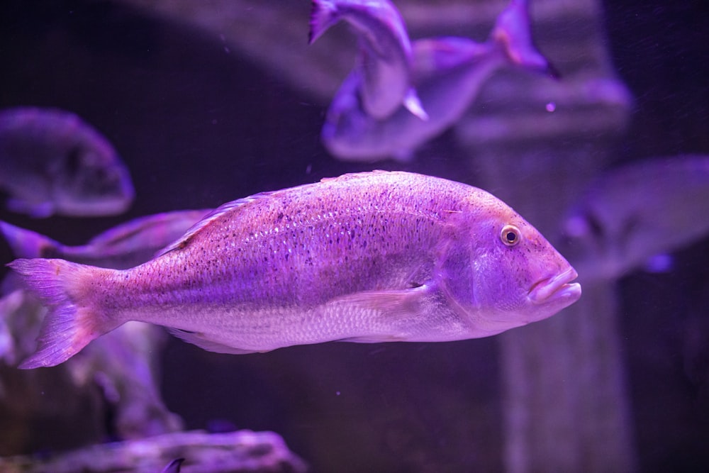 purple and white fish in water