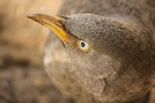 brown and gray bird in close up photography during daytime in Keoladeo National Park India