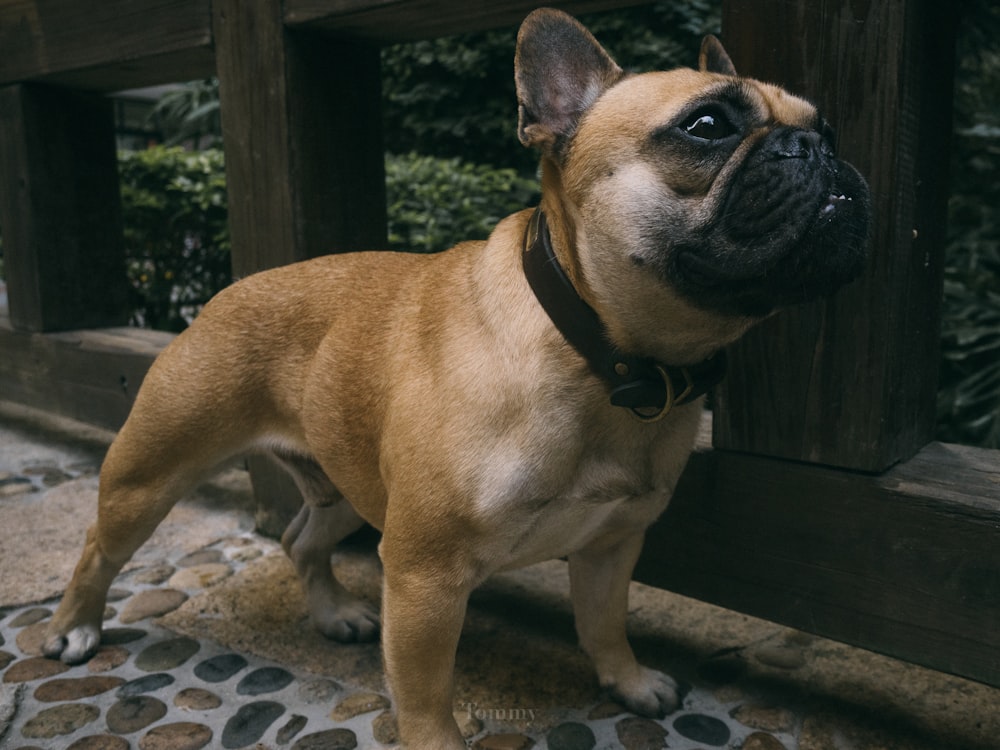 fawn pug on grey concrete floor