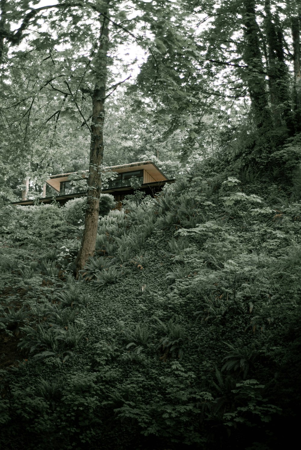 a small house in the middle of a forest