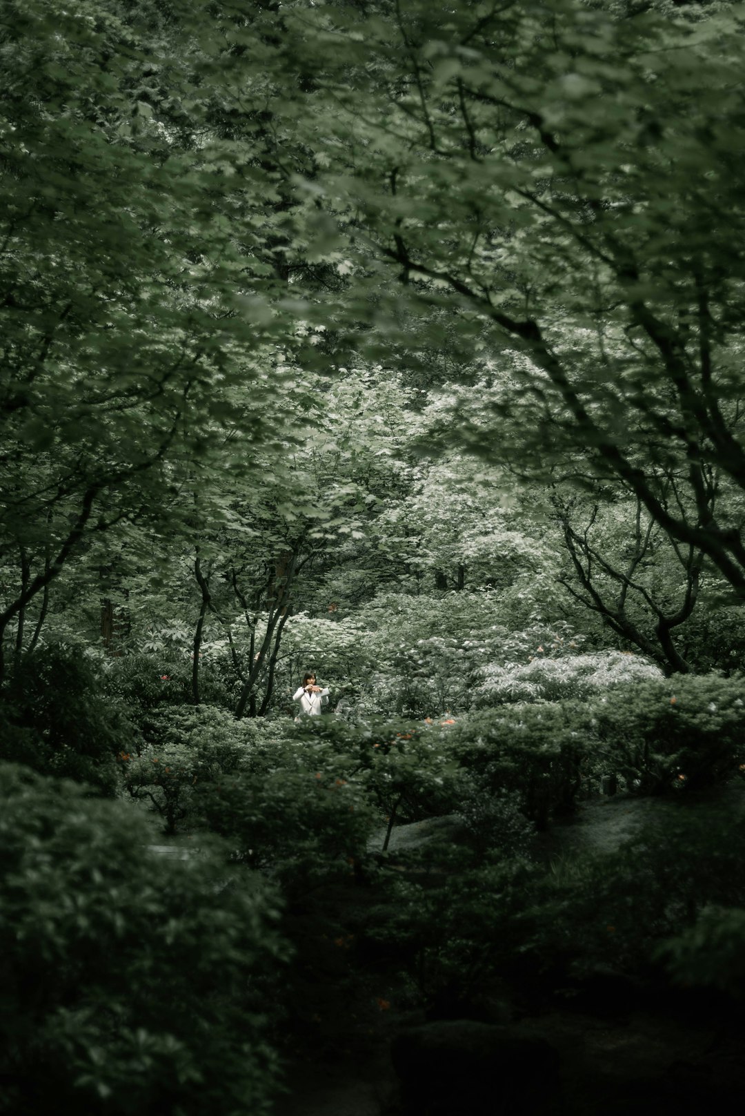 green trees on green grass field during daytime