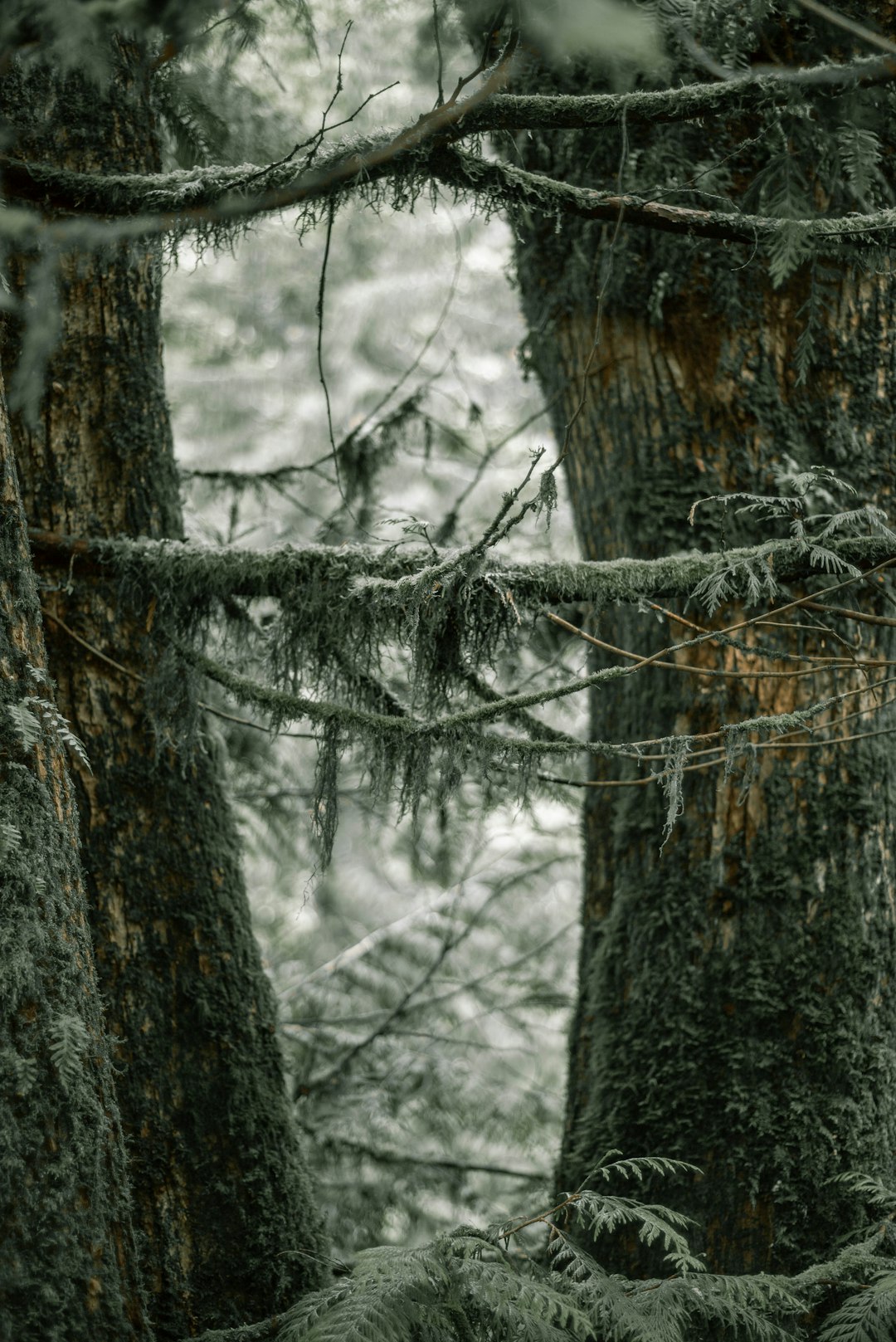 gray tree trunk with snow